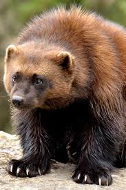4 Things You Might Not Know About Wolverines Wolverine Animal Wild Animals Pictures North American Animals