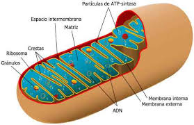 Learn vocabulary, terms and more with flashcards, games and other study tools. Ciri Ciri Bahagian Dan Fungsi Sel Haiwan Jenis Biologi Thpanorama Buat Diri Anda Lebih Baik Hari Ini