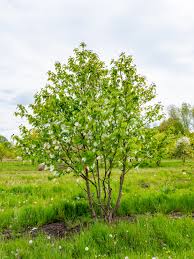 Image result for Dactyladenia gilletii