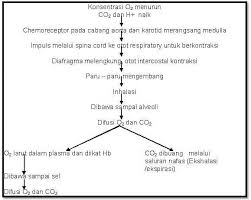 Respirasi tumbuhan glikolisis tahap i: Pengertian Respirasi Proses Anatomi Manusia Dan Tumbuhan