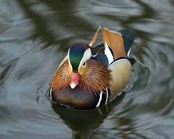 beautiful front view of a mandarin duck mandarin duck duck pictures duck photo beautiful front view of a mandarin duck