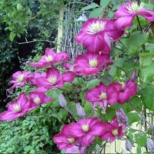 Klematis Ville De Lyon Klematis Tradgardsideer Blommor