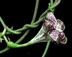 Image result for Ceropegia haygarthii