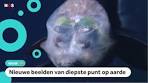 Deze waanzinnige dieren leven op 11 kilometer diepte - YouTube