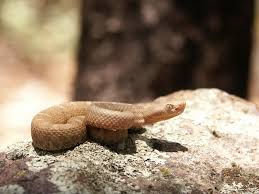 There are many other snakes that live in the area, but this is the most dangerous. Ridge Nosed Rattlesnake Crotalus Willardi Meek 1905 1906 Added A New Ridge Nosed Rattlesnake Crotalus Willardi Meek 1905 1906