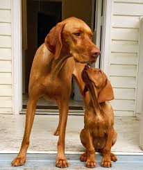 Check spelling or type a new query. Wonderful Pic By Nova And Juno Vizsla Braccoungherese Hungarianvizsla Vizslasofinstagram Vizslagram Vizslalover Vizslasofth Vizsla Dogs Dogs Baby Dogs