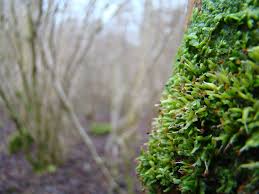 Image result for Obetia radula