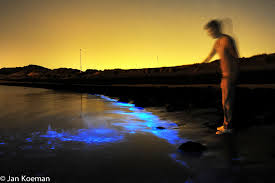 Een eencellig organisme dat licht kan geven. Zeevonk De Lichtende Zee Natuurfotografie