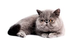 Kedilerin Istenmeyen Davranislari Nasil Engellenir Kedi Egitimi