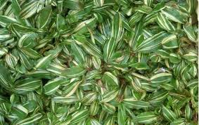 Tanaman Hias Kolam Minimalis Saung Pagar Beton Rumput Rumput Hias Tanaman