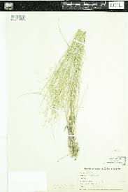 Image result for Acroceras amplectens