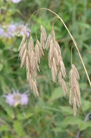 Image result for Bromus