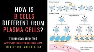 Difference Between B Cells And Plasma Cells B Cells Vs Plasma Cells In Simple Points Immunology B Cell Immunology Cell