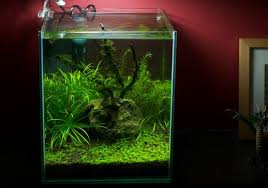 Hilangkan stress ada dengan memelihara ikan hias dengan baik. Cara Membuat Aquascape Murah Atagaleri Net