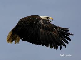 Bald Eagle Releases 2011–2024