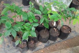 Image result for Crudia