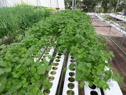 Image result for Coriandrum