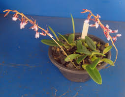 Image result for Bulbophyllum saltatorium