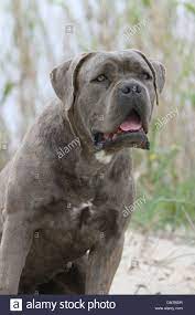Güçlü, cesur ve sadık kişiliği ile pugnaces ırkının torunları olduğu düşünülmektedir. Hund Cane Corso Italienischer Mastiff Erwachsene Portrat Stockfotografie Alamy