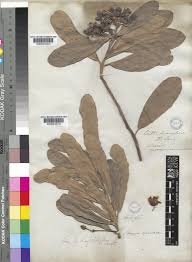 Image result for Brexia madagascariensis