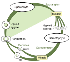 Plant Reproduction And Life Cycle Read Biology Ck 12