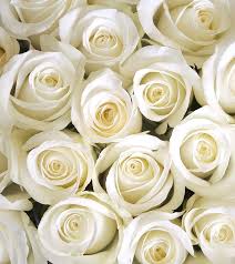 Read our top 10 beard trimmers reviews and find out which one is best trimmer or best beard grooming kit in 2020. Top 10 Most Beautiful White Roses