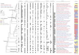 evolution of digestive enzymes and dietary diversification