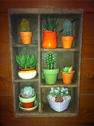 The media is formulated for quick absorption of water as well as quick drying properties. Zchick1836 S Image Succulent Display Succulents Planting Succulents Indoors