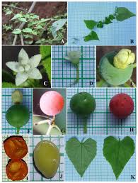 Image result for Zehneria