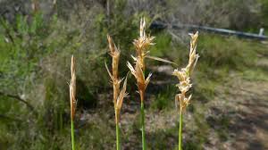 Image result for Restionaceae