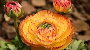 Scopri le risposte dei nostri esperti leggi qui sotto tutte le domande sull'argomento e le risposte date dai nostri esperti di giardinaggio. Piante Con Fiori Gialli Pagina 3 Di 5