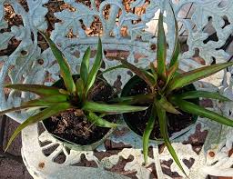 Image result for Ceropegia rendallii