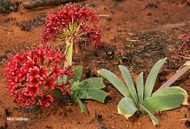 Image result for Ammocharis coranica