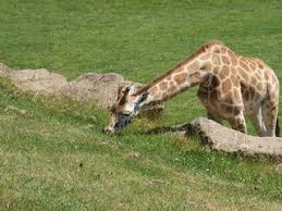 Visitors can walk around the safari park and take an optional tram ride through several animal exhibits. Longleat Safari Park Freizeitpark In Warminster
