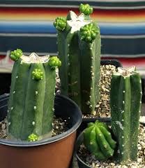 Native to the andes mountains of peru and ecuador, we have san pedro cactus for sale ready to add. Talk San Pedro Cacti Cultivating Psychonautwiki