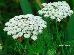 Defining Your Home Garden And Travel Flowers From Seeds Flowers Trees To Plant Amazing Gardens