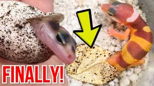 Check spelling or type a new query. Baby Leopard Geckos Hatching Finally Brian Barczyk Youtube