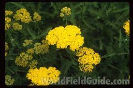 Worldfieldguide Com Over 15 000 Color Images Of World Wide Plant And Animal Species