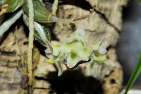 Image result for Polystachya greatrexii