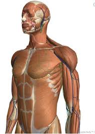 Zygote Body Review Free 3d Human Anatomy App Builtlean