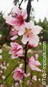 Image result for Prunus persica
