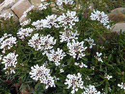 Tra le piante fiorite invernali il viburno, che fiorisce già a dicembre, è ideale per piccoli giardini; Quali Fiori Piantare In Autunno E Inverno Gli Iberis La Finestra Di Stefania