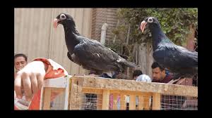 جولة سوق الحمام ج٣ جمهورية المحله الكبري للحمام Egyptian Pigeon S Market Youtube