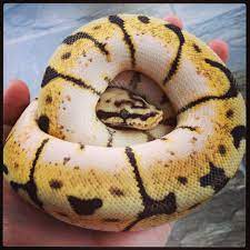 Pin By Mar Vin On Sneks Pet Snake Snake Breeds Ball Python