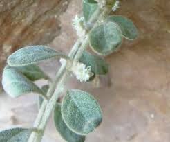 Image result for Nothosaerva brachiata