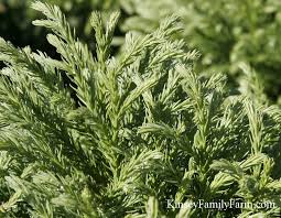 Enjoy as a single specimen or group as a filler. Cryptomeria For Sale Georgia Trees Shrubs Kinsey Family Farm