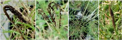 Image result for Cynodon aethiopicus