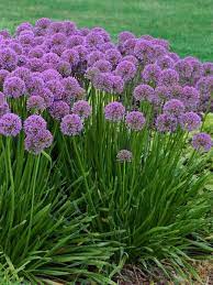 Allium Millenium Perennial Plants Allium Flowers Perennials