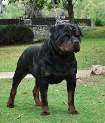 Pin On Rusfamilyrottweilers
