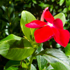 Image result for Pentas purpurea